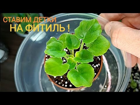 Видео: ПЕРЕВОД ДЕТОК ФИАЛКИ НА ФИТИЛЬ !