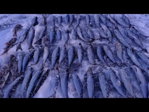 Видео: КВАДРАТНАЯ ЛУНКА! ФОНАРЬ и ХЛОПУШКА! НЕ ОБЫЧНАЯ РЫБАЛКА! рыбалка на рипуса