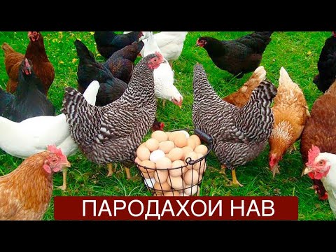 Видео: Пародахои нав муғхои сер тухм муғпарвари#мурғпарвар