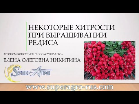 Видео: НЕКОТОРЫЕ ХИТРОСТИ ПРИ ВЫРАЩИВАНИИ РЕДИСА и ВАЖНОСТЬ ПРИМЕНЕНИЯ СТИМУЛЯТОРОВ