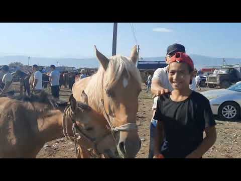 Видео: Құлынды биелер, Алматы ұзынағаш мал базары 23 07 23.