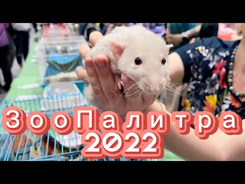 Видео: Выставка Зоопалитра 2022 | Покупки с Ikea