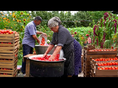 Видео: 🍅 Сбор Томатов: Приготовление Томатного Соуса из 150 Килограммов Свежих Помидоров