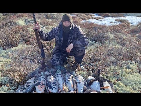 Видео: Охота на гуся в ЯНАО. Весна 2025 год.