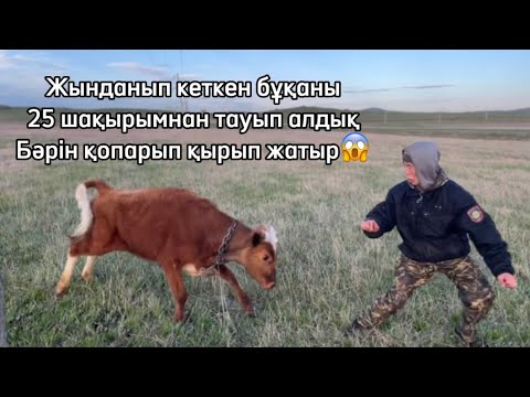 Видео: Жынданып кеткен бұқа😱