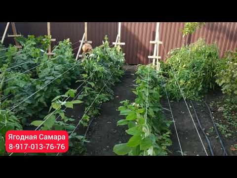 Видео: Шпалеры для малины