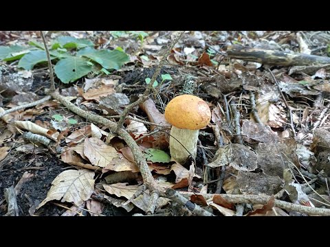 Видео: ГРИБНАЯ КРАСОТА Архыза!