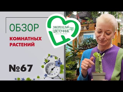 Видео: #67 Обзор ПОСЛЕДНЕЙ поставки комнатных растений | Орхидеи, эхеверии, дисхидия, араукарии, азалии