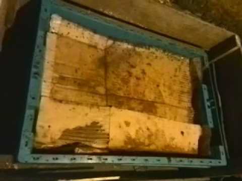 Видео: Кормление(лучший корм для червя). Разведение Дендробена, как развести червя вложив 150 рублей!