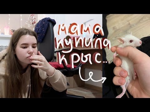 Видео: vlogmas #4 | мама купила внезапно крыс