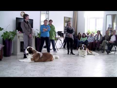 Видео: Московская сторожевая и Сенбернар