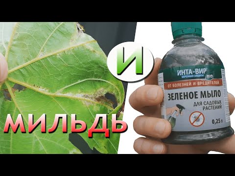 Видео: Жидкое зеленое мыло против виноградной болезни мильдью! Отзыв! Защитная обработка винограда!