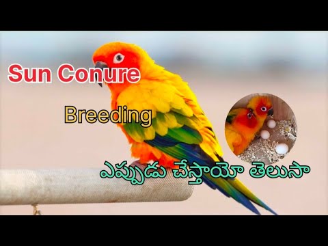 Видео: Как развести солнечного конуры | Разведение солнечного конуры | Корм, клетка, вольер для солнечно...