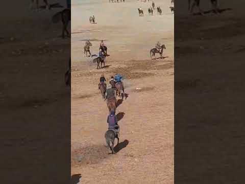 Видео: Бузкаши дар нохияи Точикобод. 25.03.2024.лайк шапакш куне.