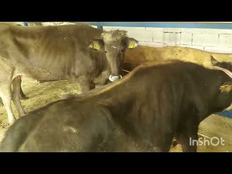 Видео: Бука багуу