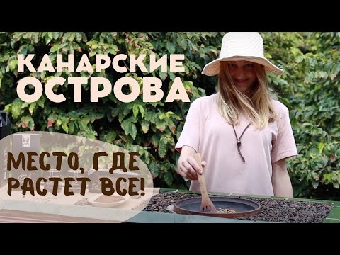 Видео: Гран Канария | гастротуризм. Здесь даже кофе растет!