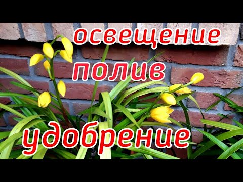 Видео: Мои ЦИМБИДИУМЫ в ноябре.