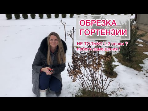 Видео: Обрезаю гортензию Пинки Винки | шестилетний куст | Оставляю побеги замещения | А есть и деревья 🌳