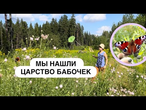 Видео: ВОТ ТАК ДОБЫВАЮТСЯ БАБОЧКИ🦋 /места обитания летних видов/