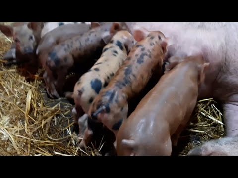 Видео: //Мини блохам 🐖Кантор+Кантор 14 дней,их состояние //