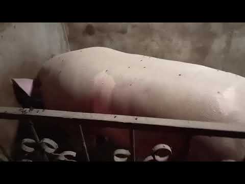 Видео: Поросятам 15 дней. Поставили железо. 