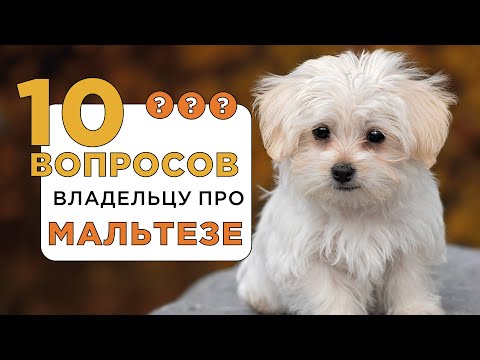 Видео: 10 вопросов владельцу про мальтийскую болонку (мальтезе). Характер и уход за породой