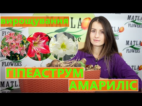 Видео: ГІПЕАСТРУМ 🌺 ВИРОЩУВАННЯ ТА ДОГЛЯД 📝 ВІД А ДО Я