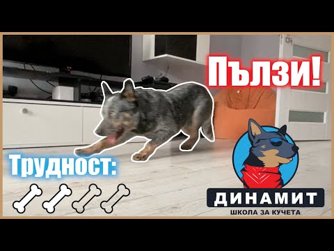 Видео: Как да научим кучето да Пълзи