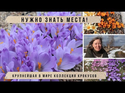Видео: Нашла весенний РАЙ!  Крокусы, ирисы, нарциссы, хохлатка, пушкиния и другие весенние цветы