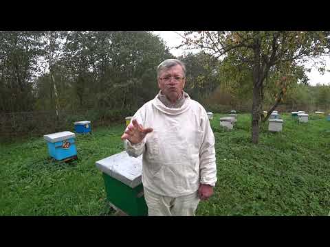 Видео: Массовая гибель пчёл осенью.  Пасека Лаврова.