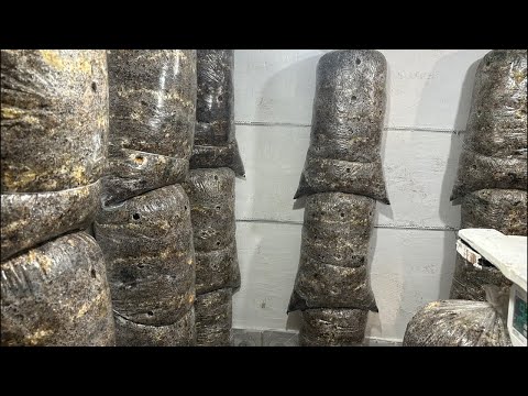 Видео: Грибная ферма в эфире!Разрастание мицелия  по субстрату(вате)!как обстоят дела спустя 12 дней!😀