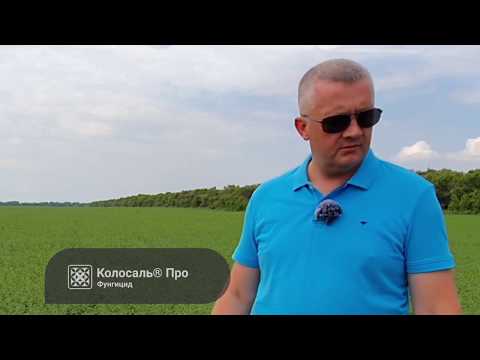 Видео: ЗАЩИТА ОТ БОЛЕЗНЕЙ нута - (BASF, Syngenta, Bayer, Август) - выбираем фунгицид.