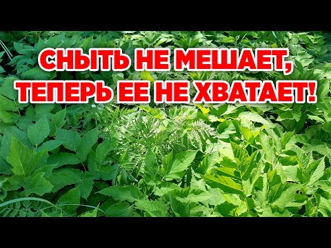 Видео: ВКУСНАЯ И ПОЛЕЗНАЯ ЗАГОТОВКА ИЗ СОРНЯКА СНЫТЬ