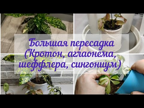Видео: Большая пересадка моих растений /кротон, аглаонема, шеффлера, сингониум