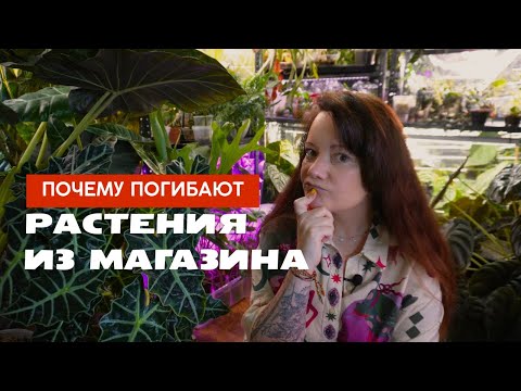 Видео: Почему комнатные растения из магазина быстро умирают дома: как спасти / полное руководство