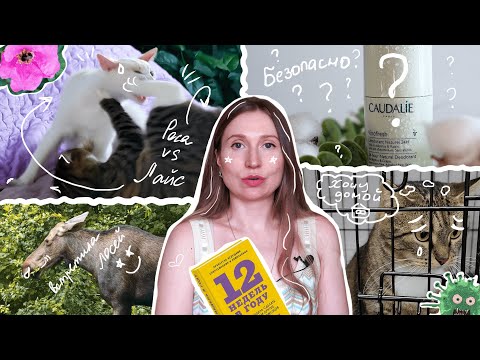 Видео: Месяц внутренней борьбы: первый Vlog о себе, котах и безопасных дезодорантах