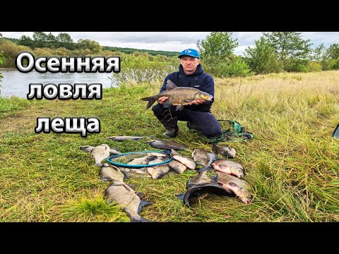 Видео: Ловля леща на реке осенью