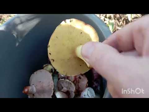 Видео: Выходной, осеннее утро, в лес 🌲 за грибами#лес#грибы#тихаяохота