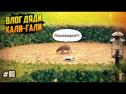 Видео: Влог Дяди «Хали-Гали» #80