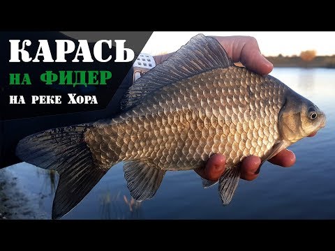 Видео: Крупный карась на фидер. Река Хора. Октябрь: Рыболовный дневник