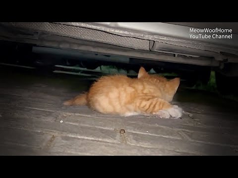 Видео: Отчаянный бездомный котёнок дрожит под машиной, лапы окоченели и не может встать