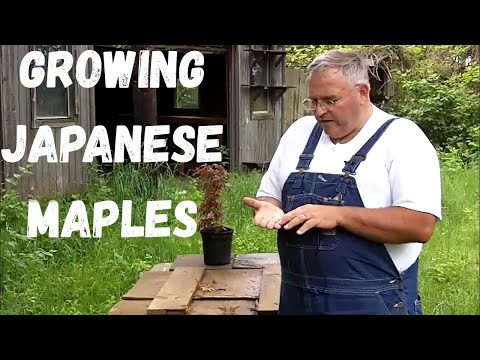Видео: Выращивание японских кленов