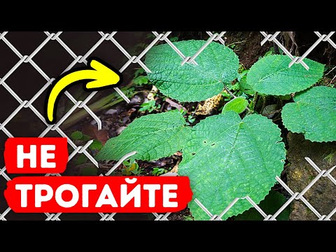 Видео: Ожог, который вы никогда не забудете || Самое опасное растение в мире