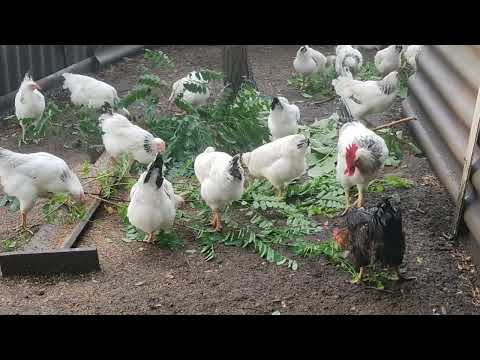 Видео: Адлер Серебристый  мясо яичная порода кур.