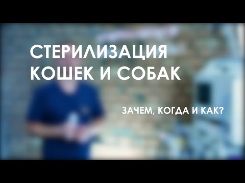 Видео: Зачем стерилизовать кошку и собаку? В каком возрасте можно делать?