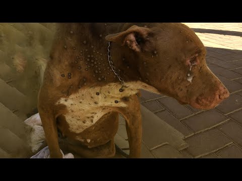 Видео: Ее бросили страдать на обочине дороги, ее тело ослабло и покрыто клещами. но ее дух все еще надеялся