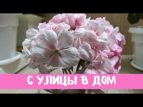 Видео: Герань (пеларгония) как пересадить с улицы в дом