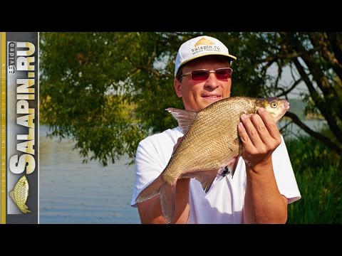 Видео: Осенняя рыбалка фидером на реке Москва [salapinru]