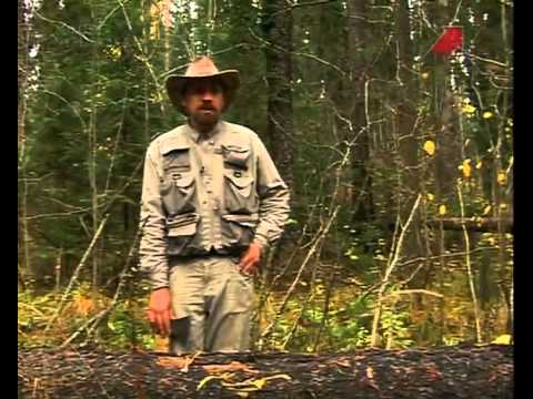 Видео: Следопыт с Глебом Данильцевым. Грибы и ягоды в осеннем лесу