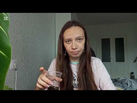 Видео: Лимон из косточки. 
